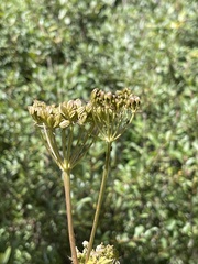 Ligusticum porteri