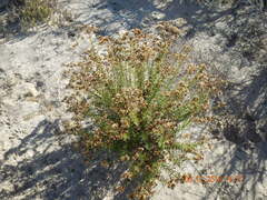 Xylothamia diffusa