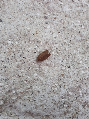 Argyrotaenia juglandana