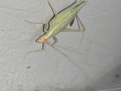 Oecanthus