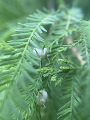 Taxodiomyia cupressiananassa