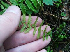 Cystopteris fragilis