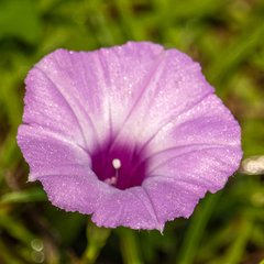 Ipomoea cordatotriloba