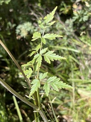 Ligusticum porteri