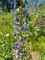 Delphinium glaucum
