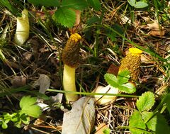 Phallus flavocostatus