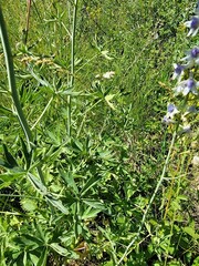 Delphinium glaucum