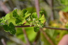 Pelargonium odoratissimum