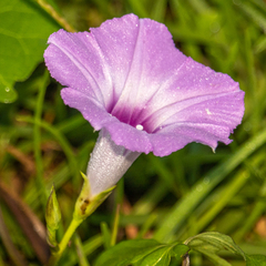 Ipomoea cordatotriloba