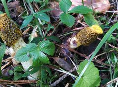 Phallus flavocostatus