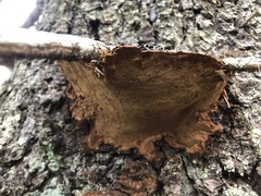 Phellinus chrysoloma