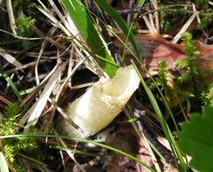 Phallus flavocostatus