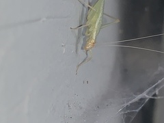 Oecanthus