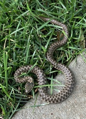 Thamnophis elegans vagrans