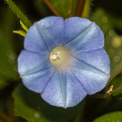 Ipomoea hederacea