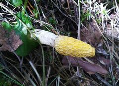 Phallus flavocostatus
