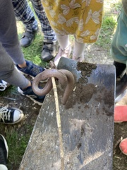 Amphisbaena darwinii