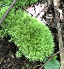 Leucobryum glaucum