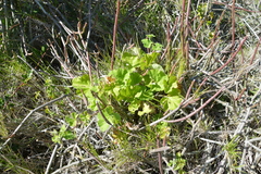 Pelargonium odoratissimum