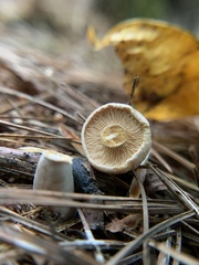 Lactarius chrysorrheus