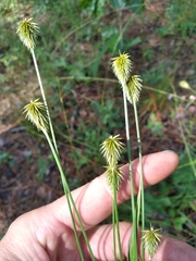Cyperus plukenetii