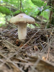 Lactarius chrysorrheus