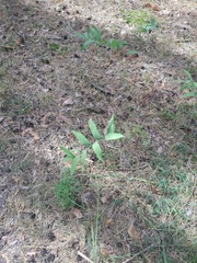 Polygonatum odoratum