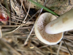 Lactarius chrysorrheus