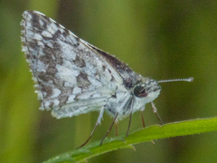 Burnsius communis