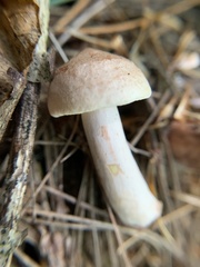 Lactarius chrysorrheus