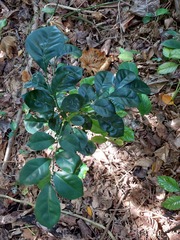 Murraya omphalocarpa