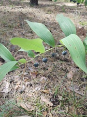 Polygonatum odoratum