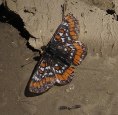 Euphydryas gillettii