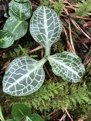 Goodyera pubescens
