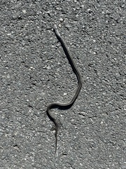 Thamnophis sirtalis pallidulus
