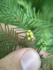 Taxodiomyia