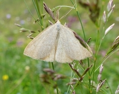 Polypogon tentacularia
