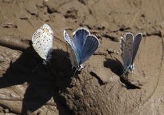 Plebejus
