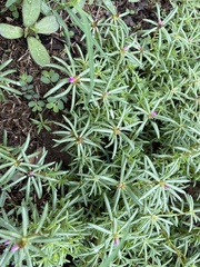Portulaca pilosa