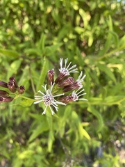 Aristeguietia salvia