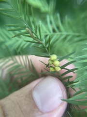 Taxodiomyia