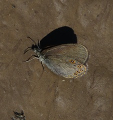 Coenonympha haydenii