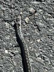 Thamnophis sirtalis pallidulus