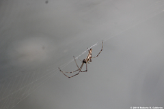 Tetragnatha elongata