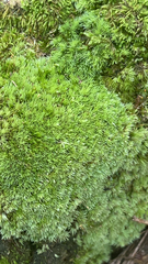 Leucobryum glaucum