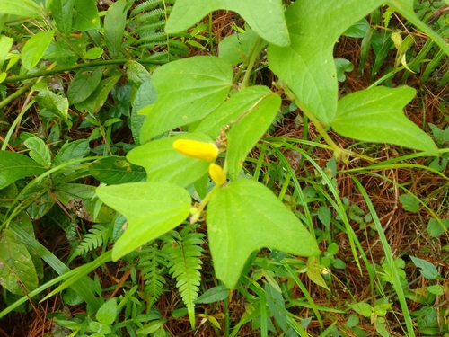 Passiflora citrina iNat (1)