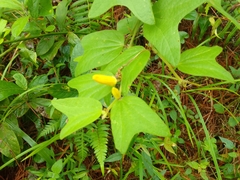 Passiflora citrina