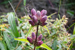 Gentiana pannonica
