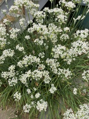 Allium tuberosum