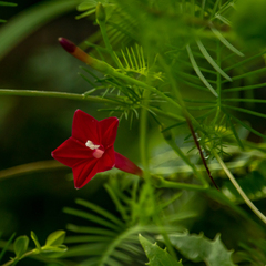 Ipomoea quamoclit